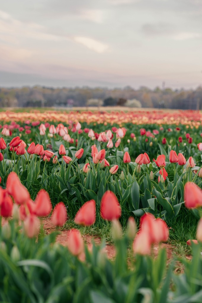 Spring season at Dirt & Grit Farm