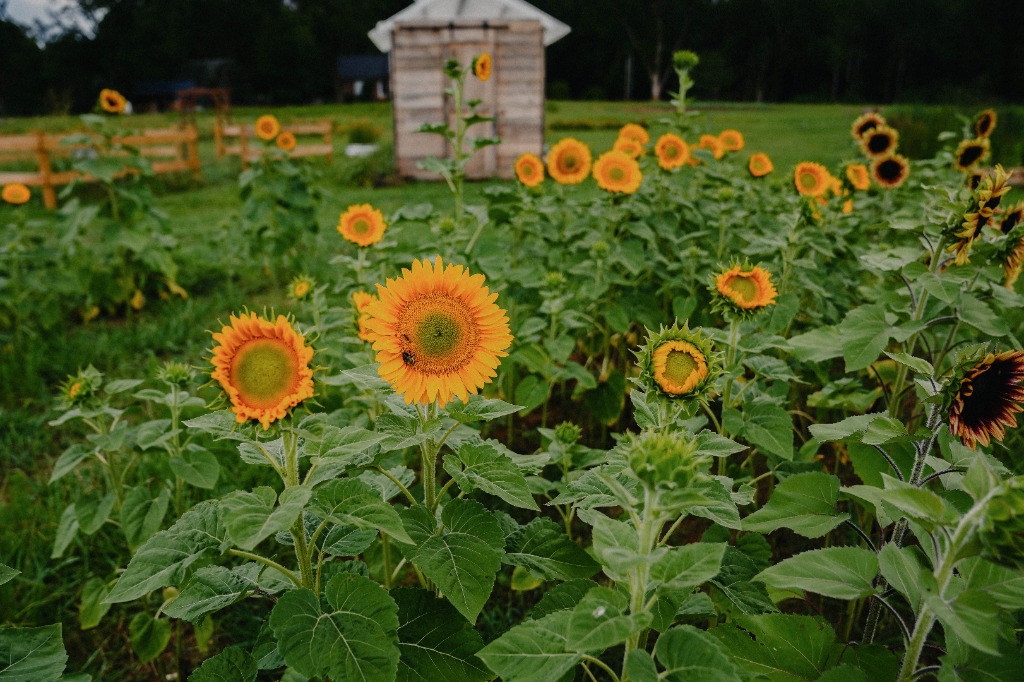Summer season at Dirt & Grit Farm